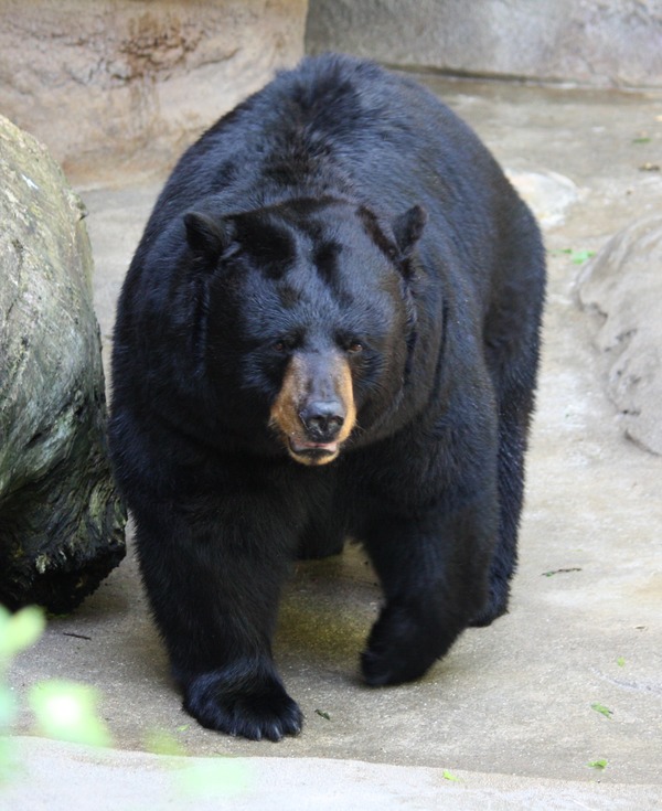 Black Bear American Cincinnati Zoo