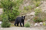 Black Bear Photo Gallery
