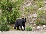 Black Bear American Quebec Canada Ursus americanus