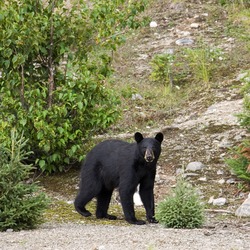 Black Bear American Quebec Canada Ursus americanus