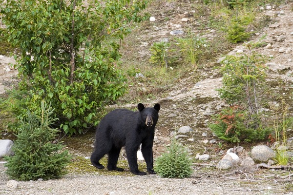 Black Bear American Quebec Canada Ursus americanus