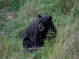 Black Bear American Ursus americanus (2)