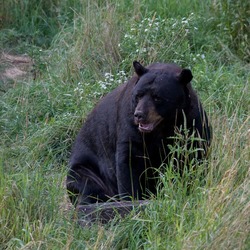 Black Bear American Ursus americanus (2)