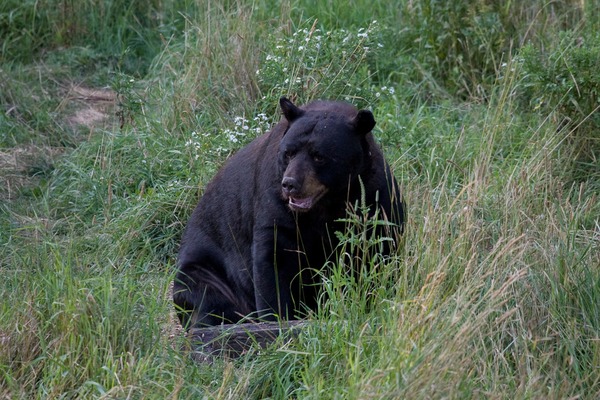 Black Bear American Ursus americanus (2)
