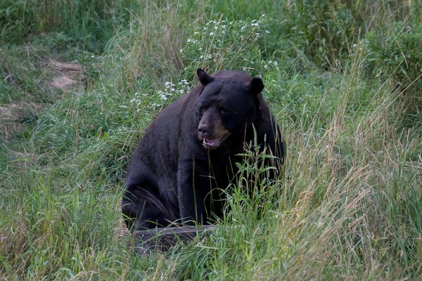 Black Bear American Ursus americanus (2)