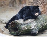 Black Bear Photo Gallery