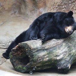 Black Bear American Ursus americanus