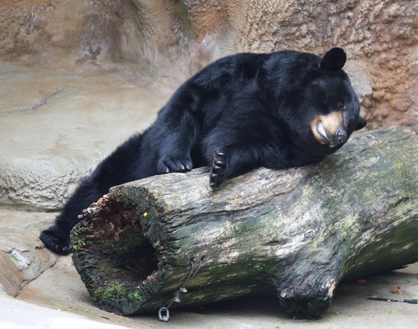 Black Bear American Ursus americanus