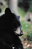 Black Bear Photo Gallery