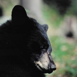 Black Bear American portrait close up