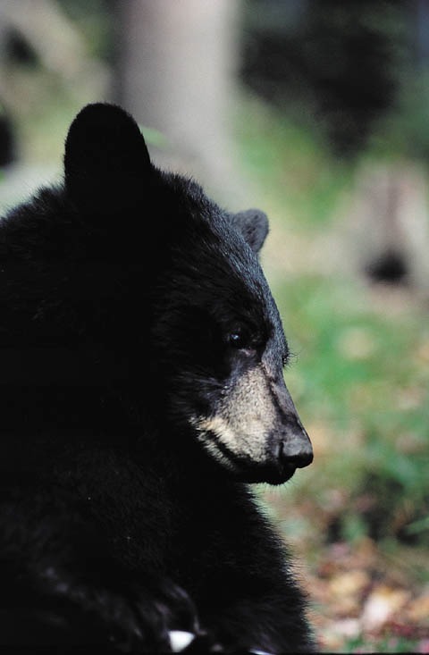 Black Bear American portrait close up