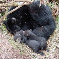 Black Bear Bear mother cubs hibernating