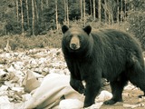 Black Bear Photo Gallery