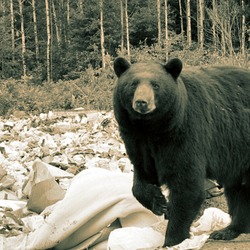 Black Bear Big Ursus americanus