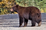 Black Bear Photo Gallery