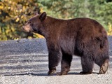 Black Bear Canada Ursus americanus