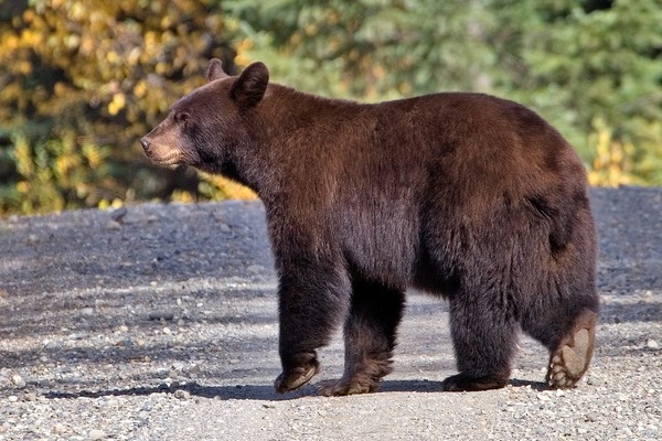 Black Bear Canada Ursus americanus