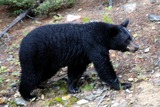 Black Bear Photo Gallery