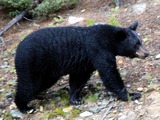 The Black Bear of Lake Louise