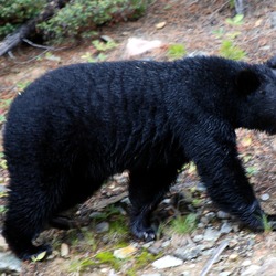 The Black Bear of Lake Louise