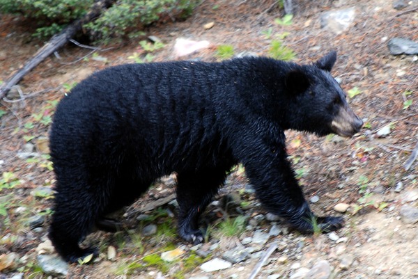 The Black Bear of Lake Louise