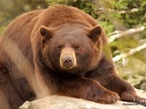 Black Bear Cinnamon fur Ursus americanus