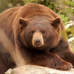 Black Bear Cinnamon fur Ursus americanus