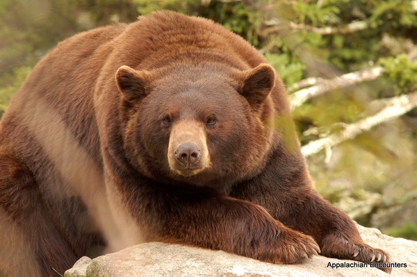 Black Bear Cinnamon fur Ursus americanus