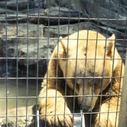 Black Bear Fisher Ursus americanus