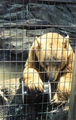 Black Bear Fisher Ursus americanus