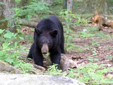 Black Bear Juvenile American Ursus americanus