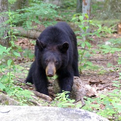 Black Bear Juvenile American Ursus americanus