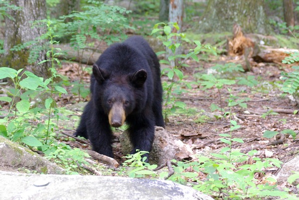 Black Bear Juvenile American Ursus americanus