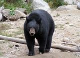 Black Bear Photo Gallery