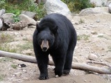 Black Bear Schwarzbar Omega Park