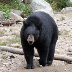 Black Bear Schwarzbar Omega Park