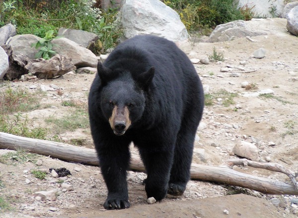 Black Bear Schwarzbar Omega Park