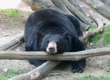 Black Bear Photo Gallery