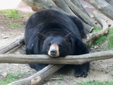 Black Bear Ursus americanus (2)