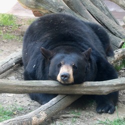 Black Bear Ursus americanus (2)