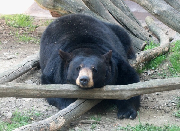 Black Bear Ursus americanus (2)