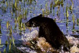 Black Bear Photo Gallery