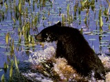 Black Bear Ursus americanus Cub