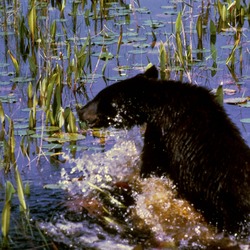 Black Bear Ursus americanus Cub