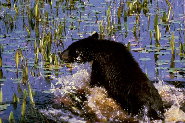 Black Bear Ursus americanus Cub