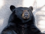 Black Bear Ursus americanus face