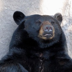 Black Bear Ursus americanus face