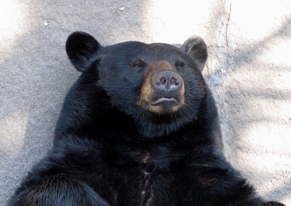 Black Bear Ursus americanus face