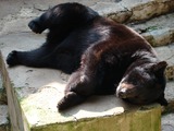Black Bear Ursus americanus laying down
