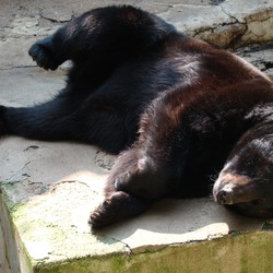 Black Bear Ursus americanus laying down